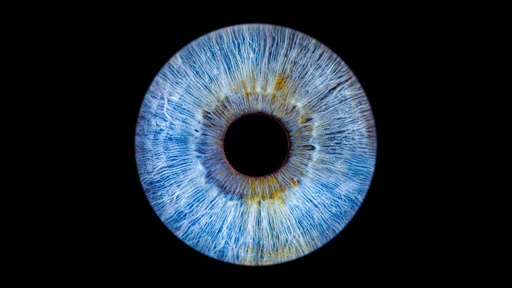 Iris Photography for 1 Person