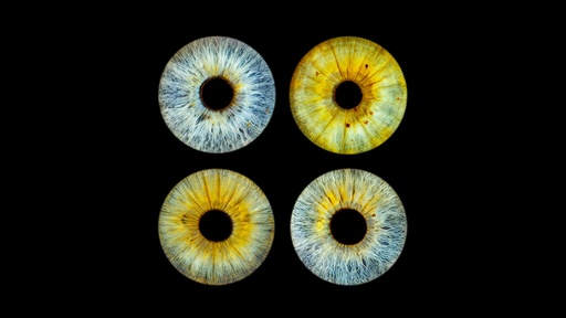 Iris Photography for 4+ People