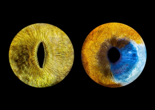 Iris Photography - Dog or Cat - € 69